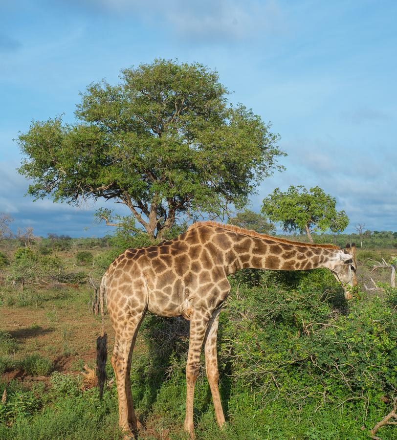 Imbube Safari Alojamento de Turismo Selvagem Marloth Park