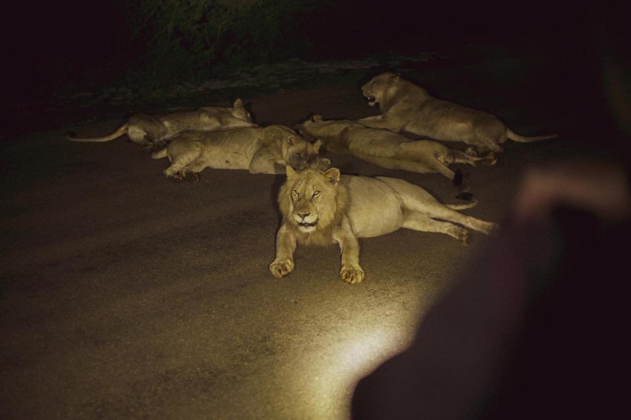 Alojamento de Turismo Selvagem Imbube Safari Marloth Park