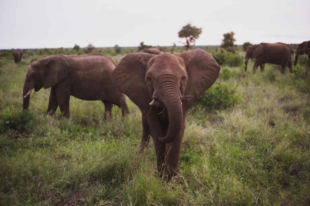 Imbube Safari Alojamento de Turismo Selvagem Marloth Park