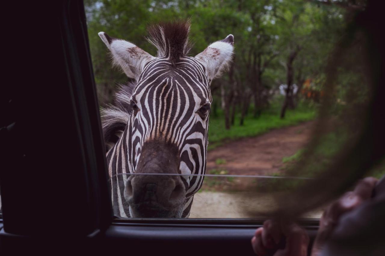 Imbube Safari *
