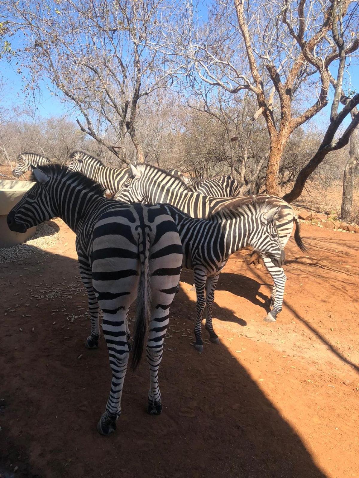 Imbube Safari Lodge Marloth Park