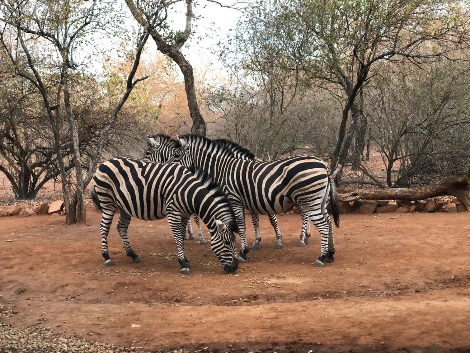 Imbube Safari *